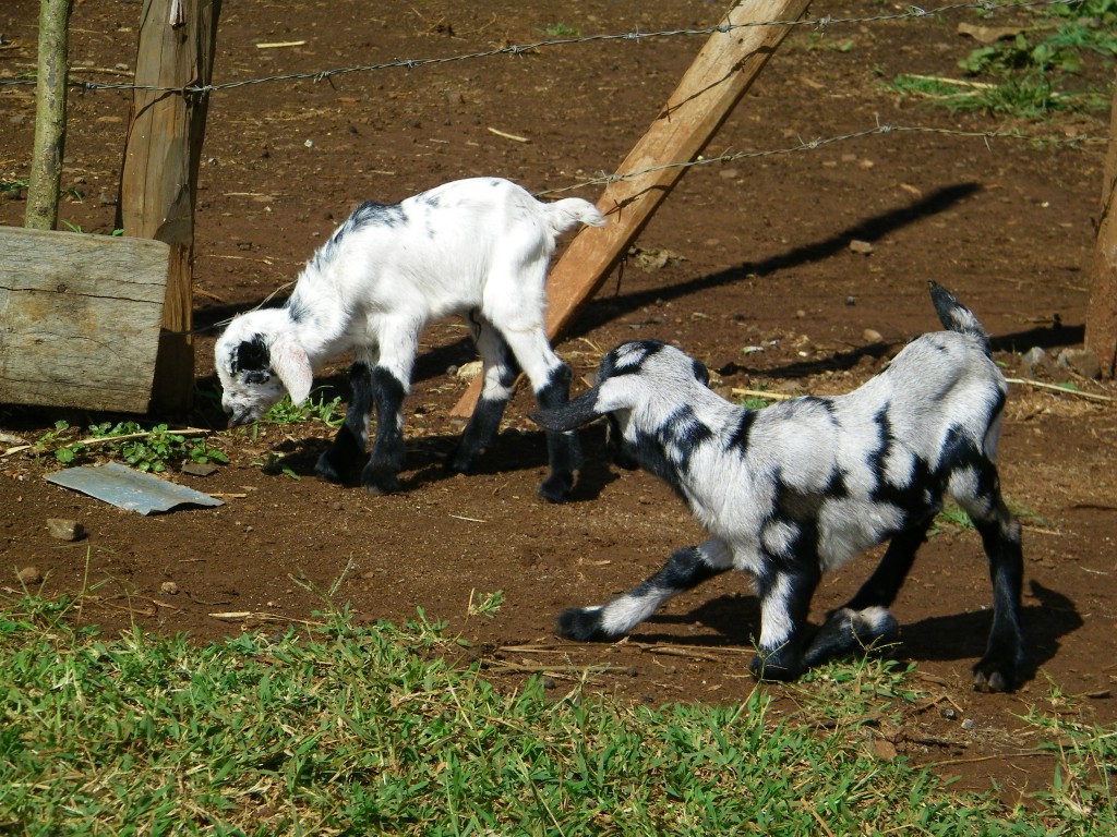 Baby goats frolicking near the fish ponds.